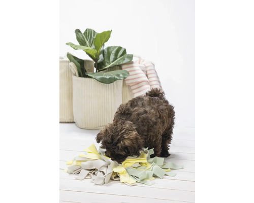 Un chien renifle un tapis de fouille, avec des plantes dans des paniers en arrière-plan