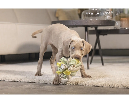 Weimaraner Welpe mit Hundespielzeug im Maul