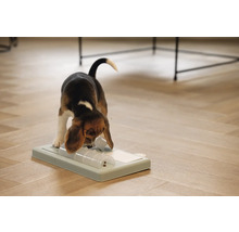 Beagle Welpe spielt mit einem Intelligenzspielzeug auf dem Boden