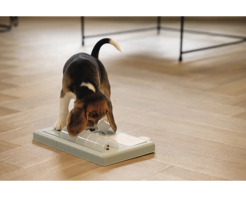 Beagle Welpe spielt mit einem Intelligenzspielzeug auf dem Boden