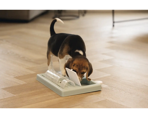 Hundespielzeug mit Beagle auf Holzboden