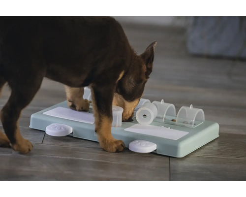 Hond spillt mat interaktivem Intelligenzspillgezei fir Fudderbelounung