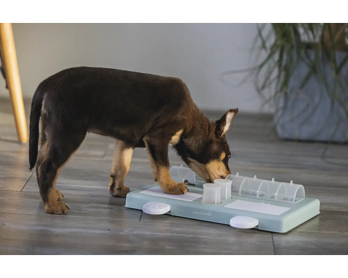 Hund spielt mit Intelligenzspielzeug zur Futterausgabe