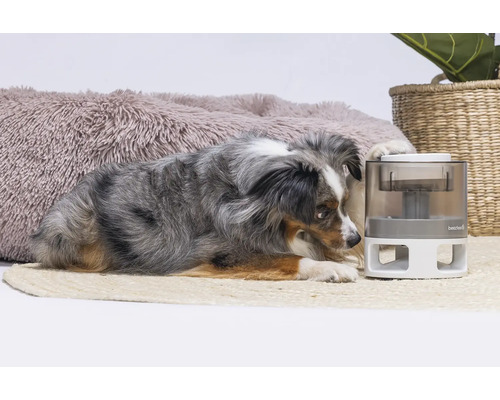 Hond läit nieft engem automateschen Fudderautomat op engem Teppech