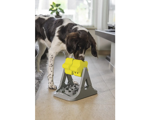 Chien joue avec un jouet d''intelligence interactif pour la distribution de nourriture