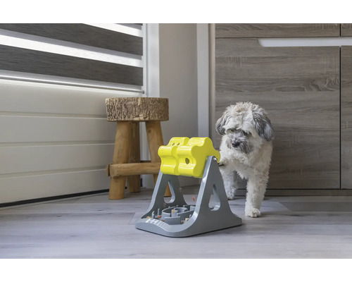 Chien avec un jouet interactif de distribution de nourriture dans un intérieur