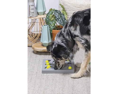 Ein Hund spielt mit einem Intelligenzspielzeug auf einem Teppich.