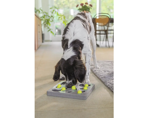 Hund spielt mit Intelligenzspielzeug im Haus