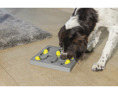Hund spielt mit einem interaktiven Intelligenzspielzeug mit gelben Elementen