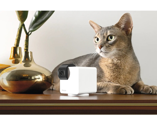 Caméra pour animaux de compagnie sur une table avec un chat en arrière-plan