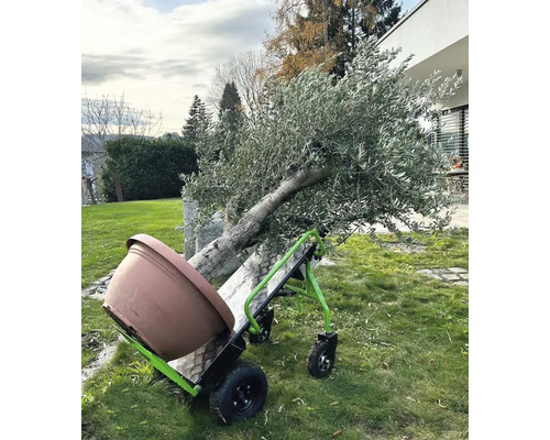 Diable électrique avec olivier et pot de fleurs dans le jardin