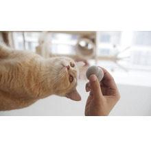 Katze mit Spielball in der Hand