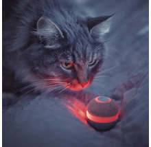 Graue Katze, die einen interaktiven Ball betrachtet