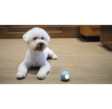 Bichon Frisé Hund liegt neben einem Hundespielball