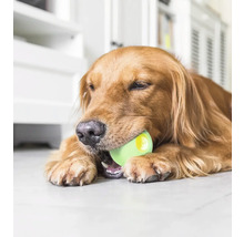 Golden Retriever mit einem Spielzeugball im Maul