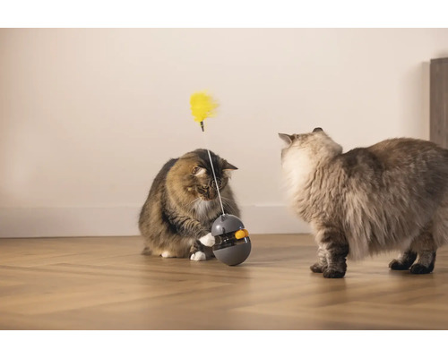 Zwei Katzen spielen mit einem Katzenspielzeug mit Feder.