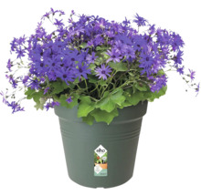 Blaues Gänseblümchen im Blumentopf