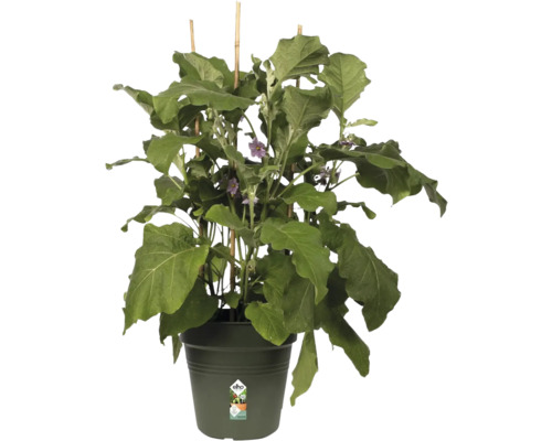 Auberginepflanze in einem Topf mit Rankhilfe