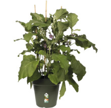 Plant d''aubergine avec tuteurs en pot