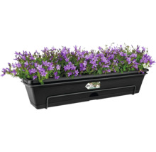 Set de jardinière elho Green Basics allin1 plastique 69,2 x 25,7 x 16,7 cm noir avec fixation et soucoupe