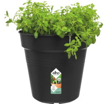 Pot de fleurs noir avec herbes et logo Elho