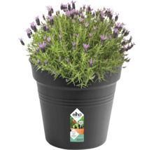 Lavande en pot