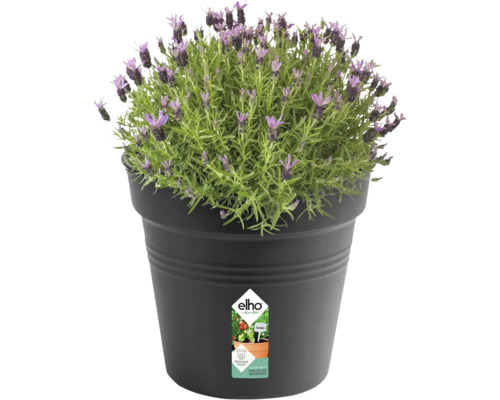 Lavendel im Topf