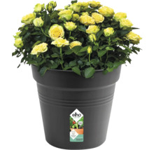 Roses jaunes en pot