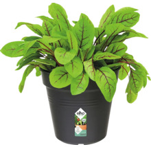 Plante d''oseille sanguine en pot