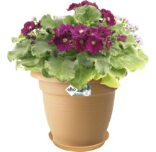 Soucoupe Elho Green Basic plastique Ø 41 cm terracotta