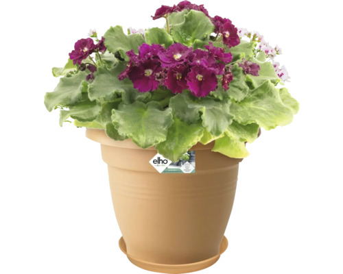 Violette africaine dans un pot de fleurs