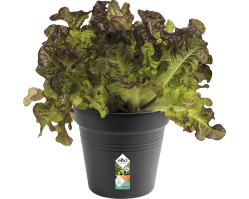 Kopfsalat in einem Topf