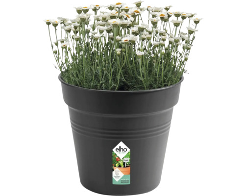 Gänseblümchen in schwarzem Pflanztopf