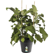 Plant d''aubergine en pot avec tuteurs