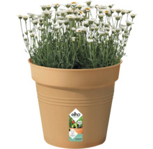 Marguerites dans un pot de fleurs Elho