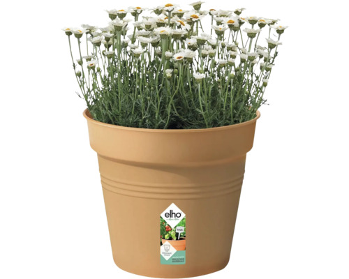 Gänseblümchen im Elho Blumentopf