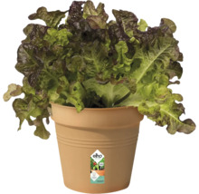 Laitue pommée dans un pot