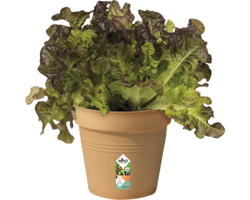 Kopfsalat in einem Pflanzgefäß