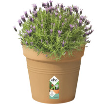Lavande en pot avec logo Elho