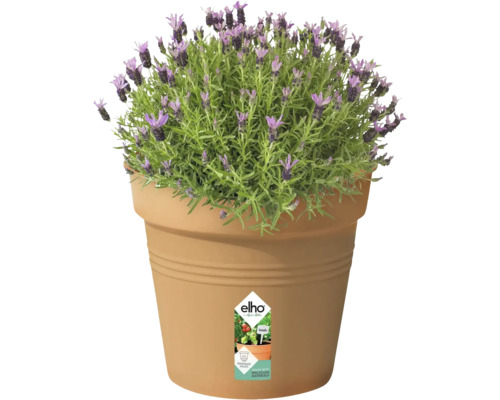 Lavendel im Pflanzgefäß mit Elho Logo