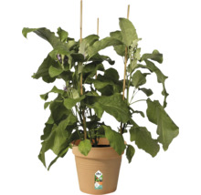Plant d''aubergine avec des tuteurs dans un pot de fleurs