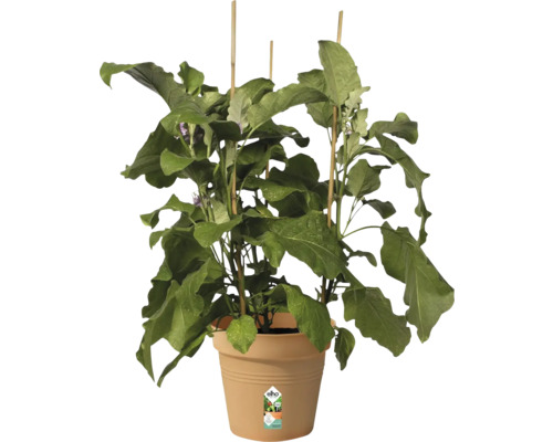 Auberginenpflanze mit Stützstäben in einem Blumentopf