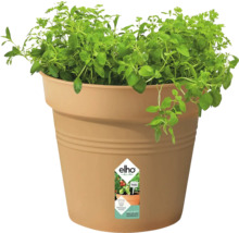 Pot de fleurs en plastique avec plante d''origan