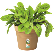 Plant d''oseille dans un pot de fleurs