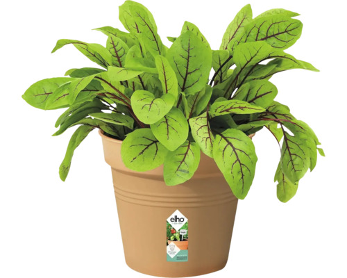 Sauerampfer Pflanze in einem Blumentopf