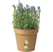 Gentiane dans un pot de fleurs Elho