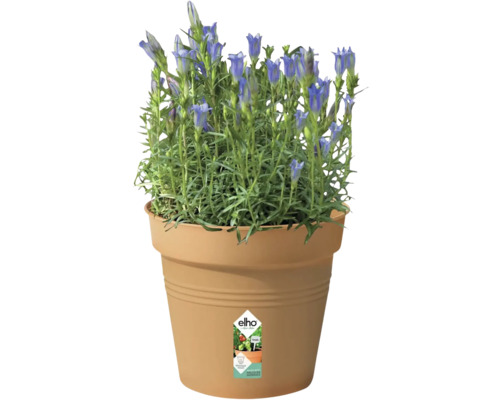 Enzianpflanze in einem Pflanztopf der Marke Elho