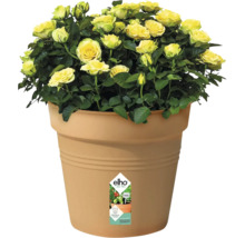 Gelbe Rosen im Blumentopf