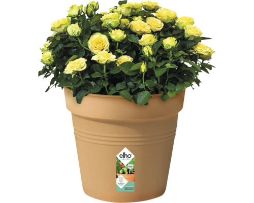 Gelbe Rosen im Blumentopf