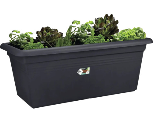 Jardinière rectangulaire avec salade et herbes aromatiques